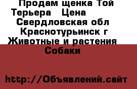 Продам щенка Той Терьера › Цена ­ 3 500 - Свердловская обл., Краснотурьинск г. Животные и растения » Собаки   